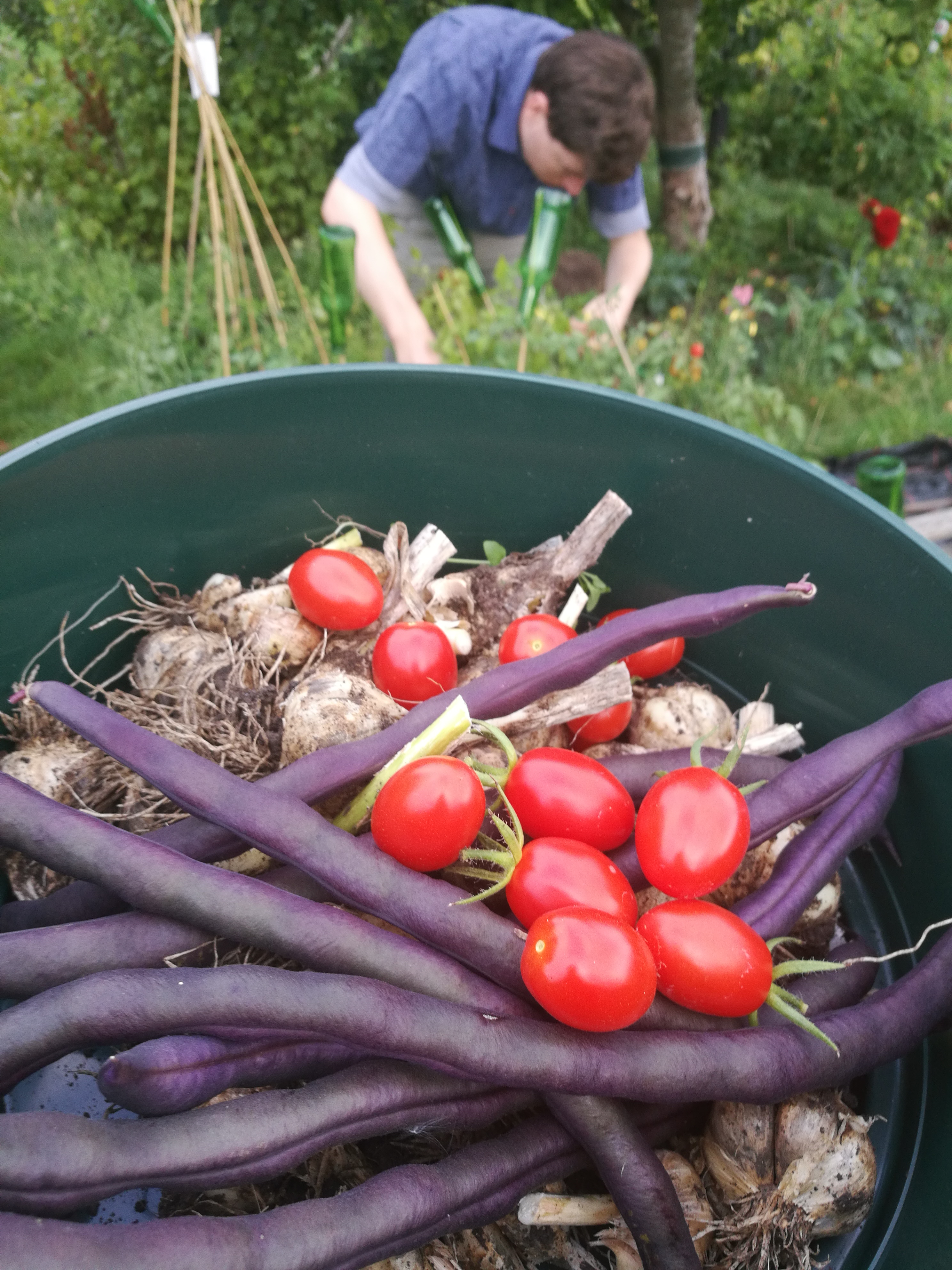 Picture from allotment library