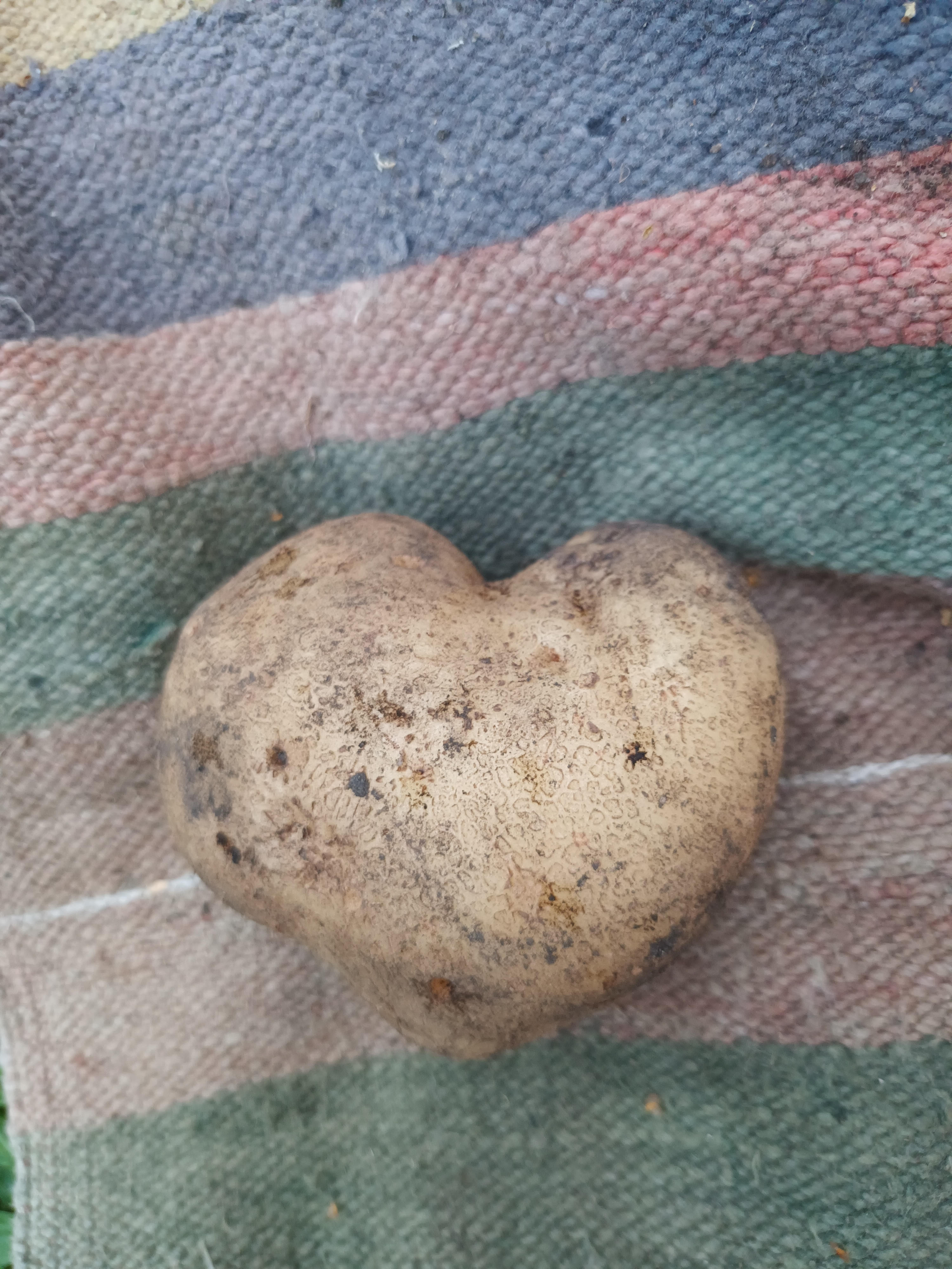Picture from allotment library