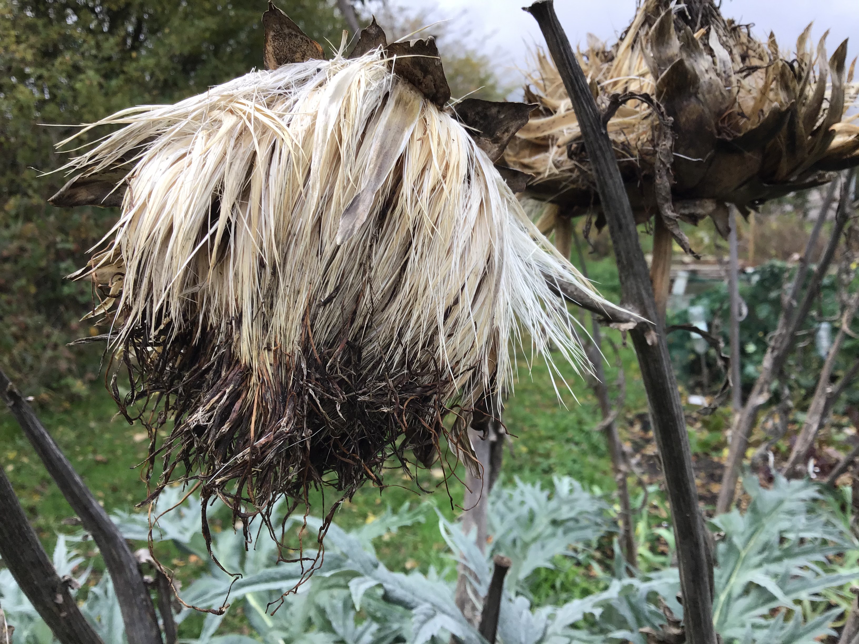 Picture from allotment library