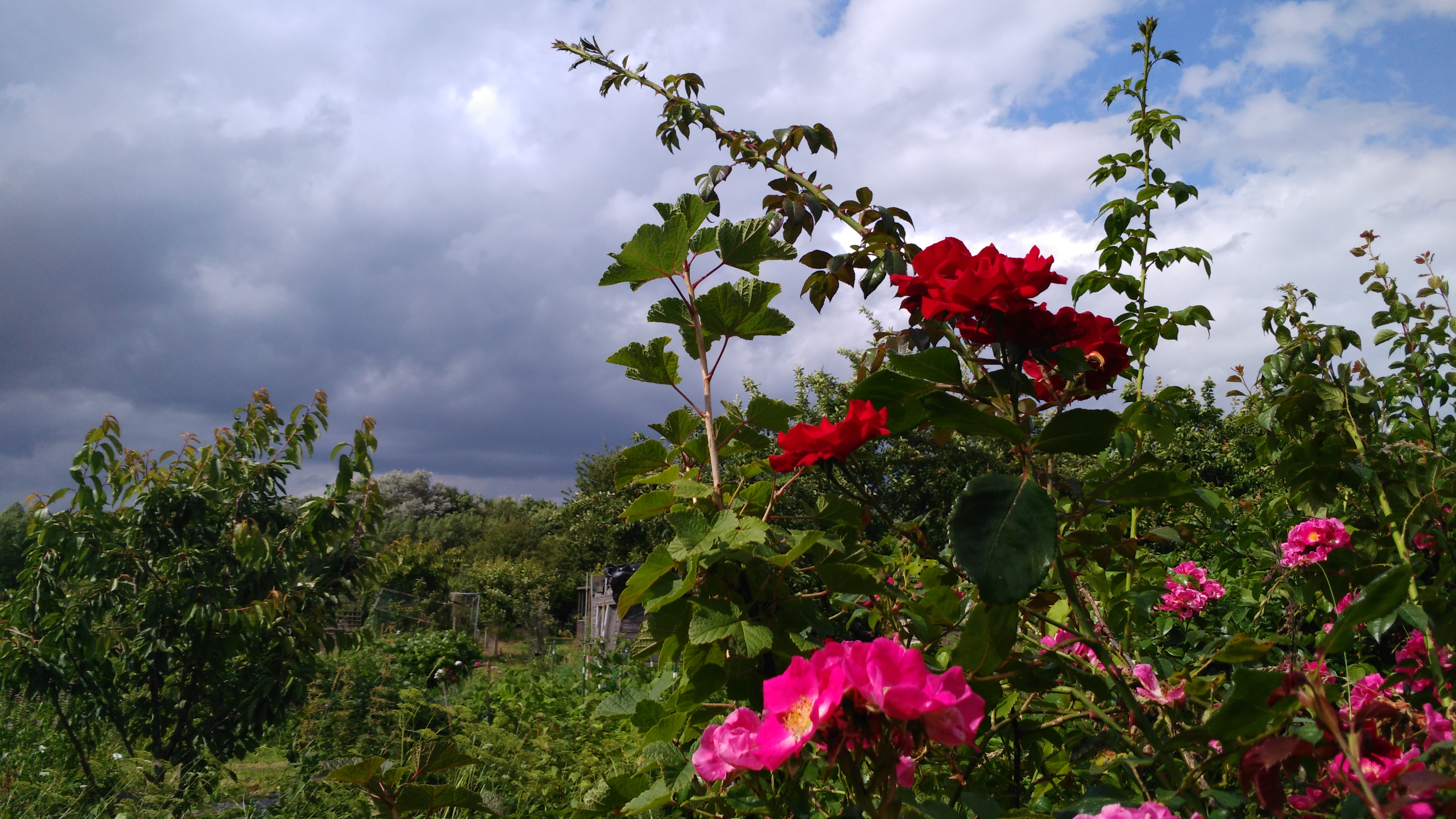 Picture from allotment library