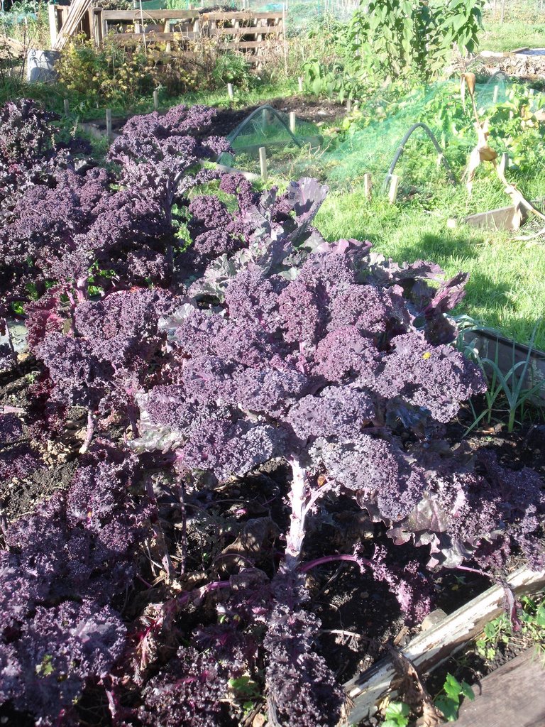 Picture from allotment library