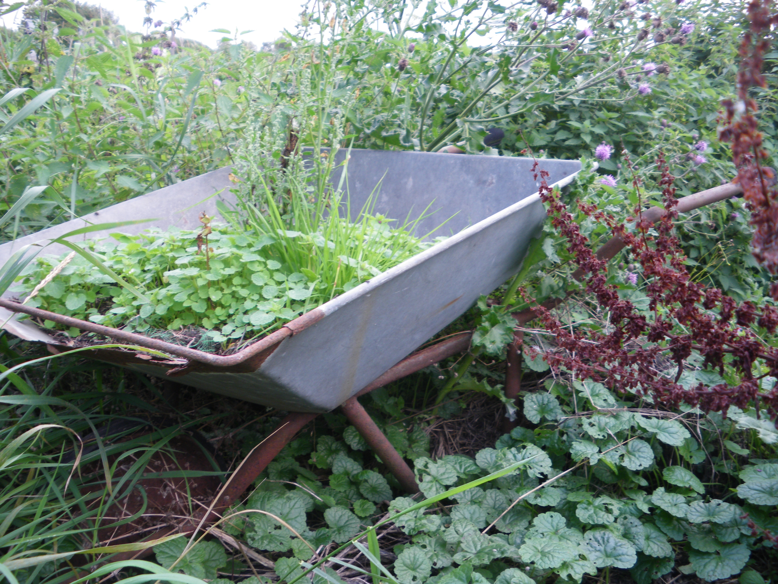 Picture from allotment library