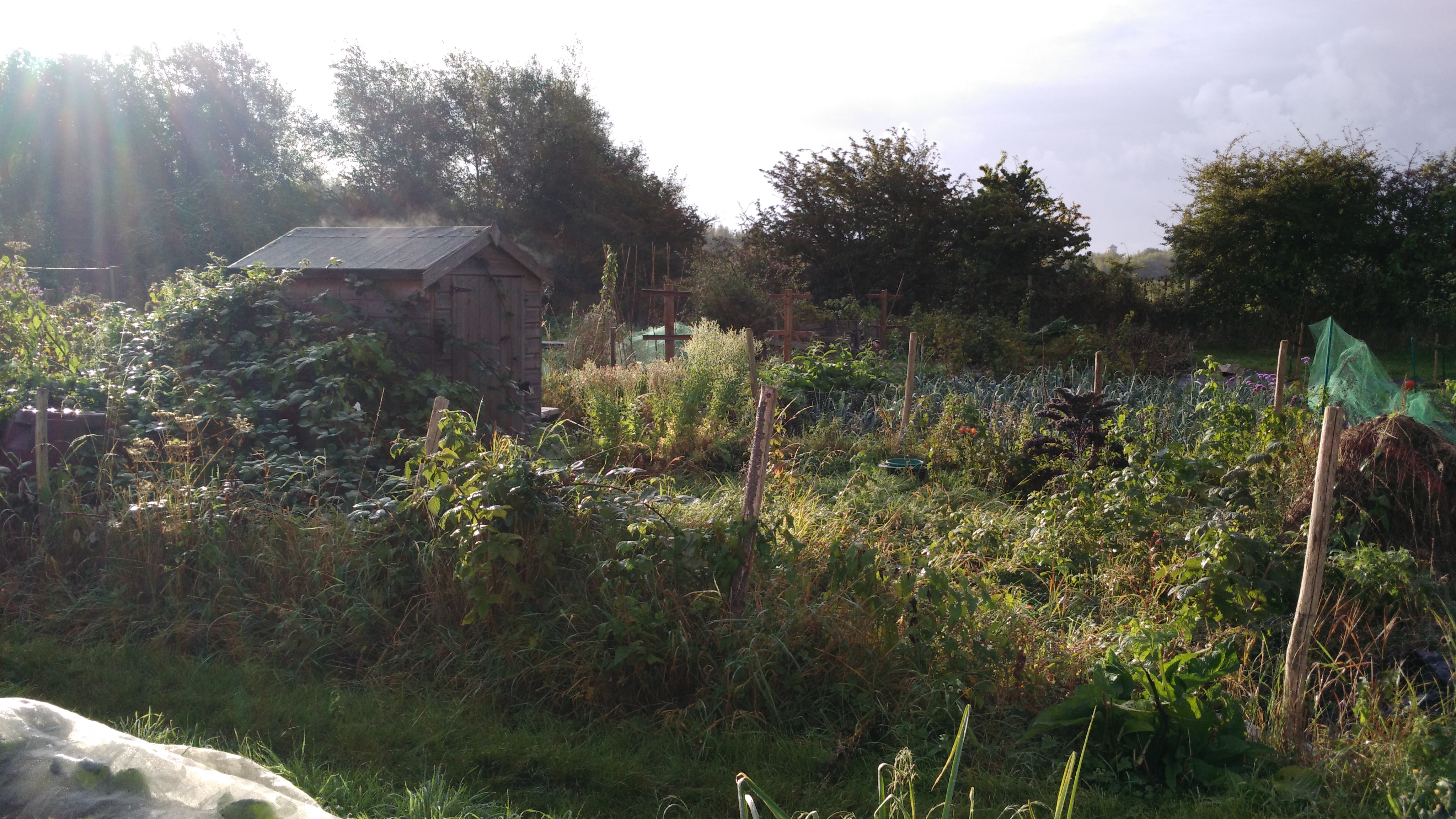 Picture from allotment library