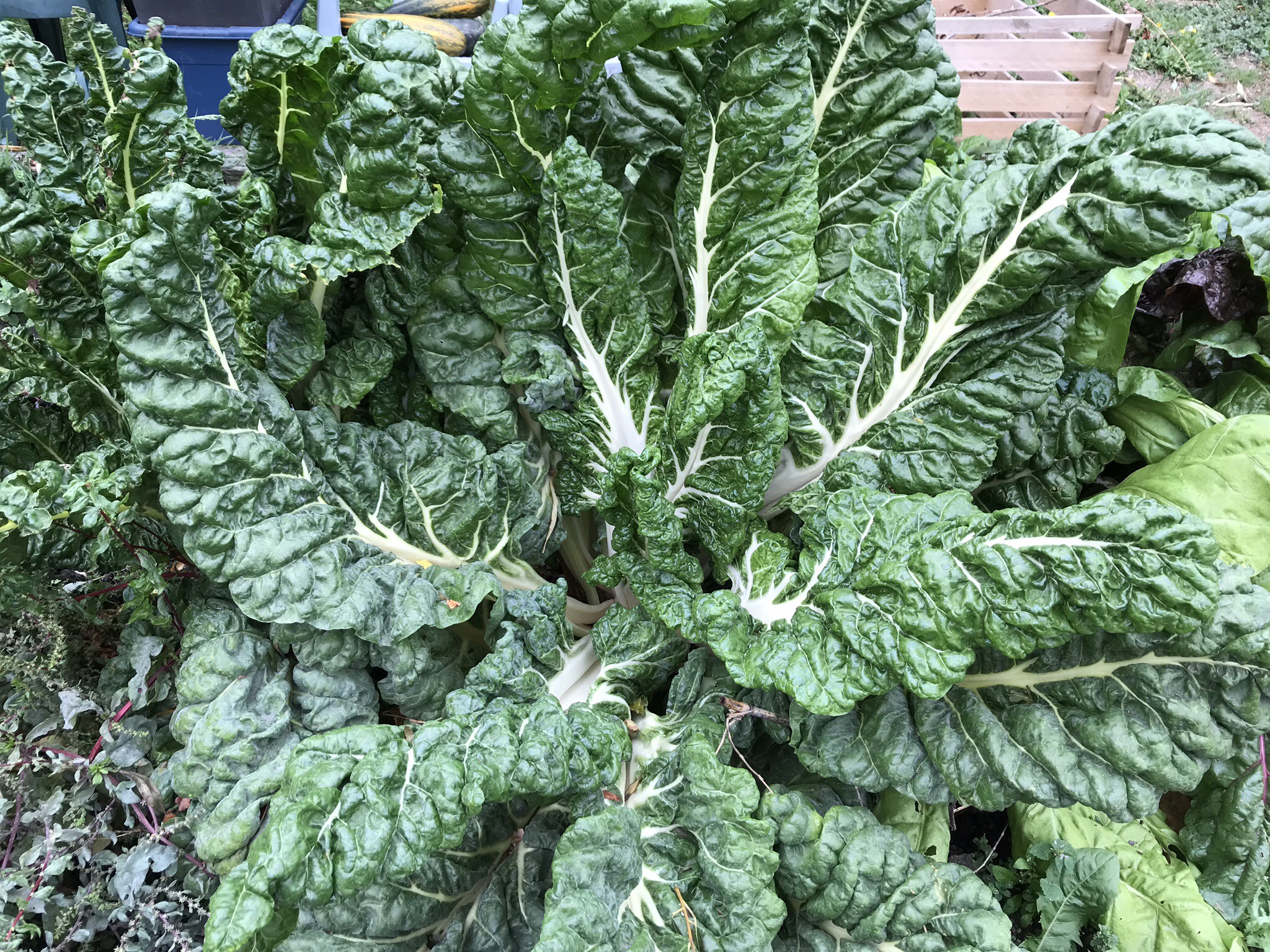 Picture from allotment library