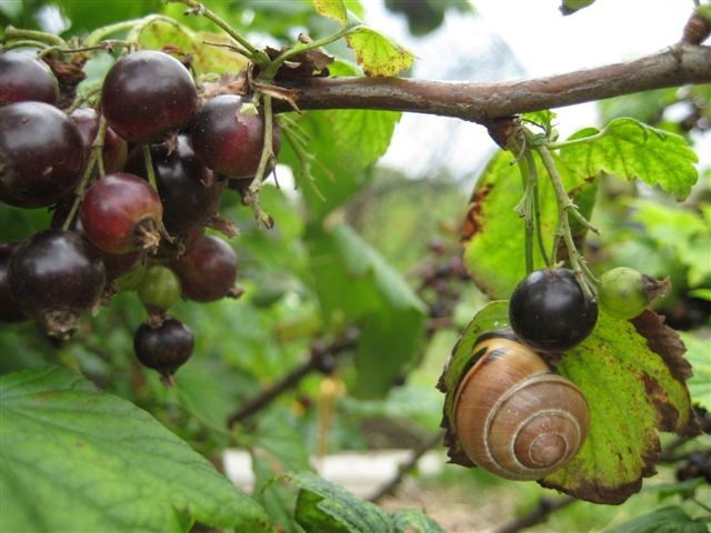 Picture from allotment library