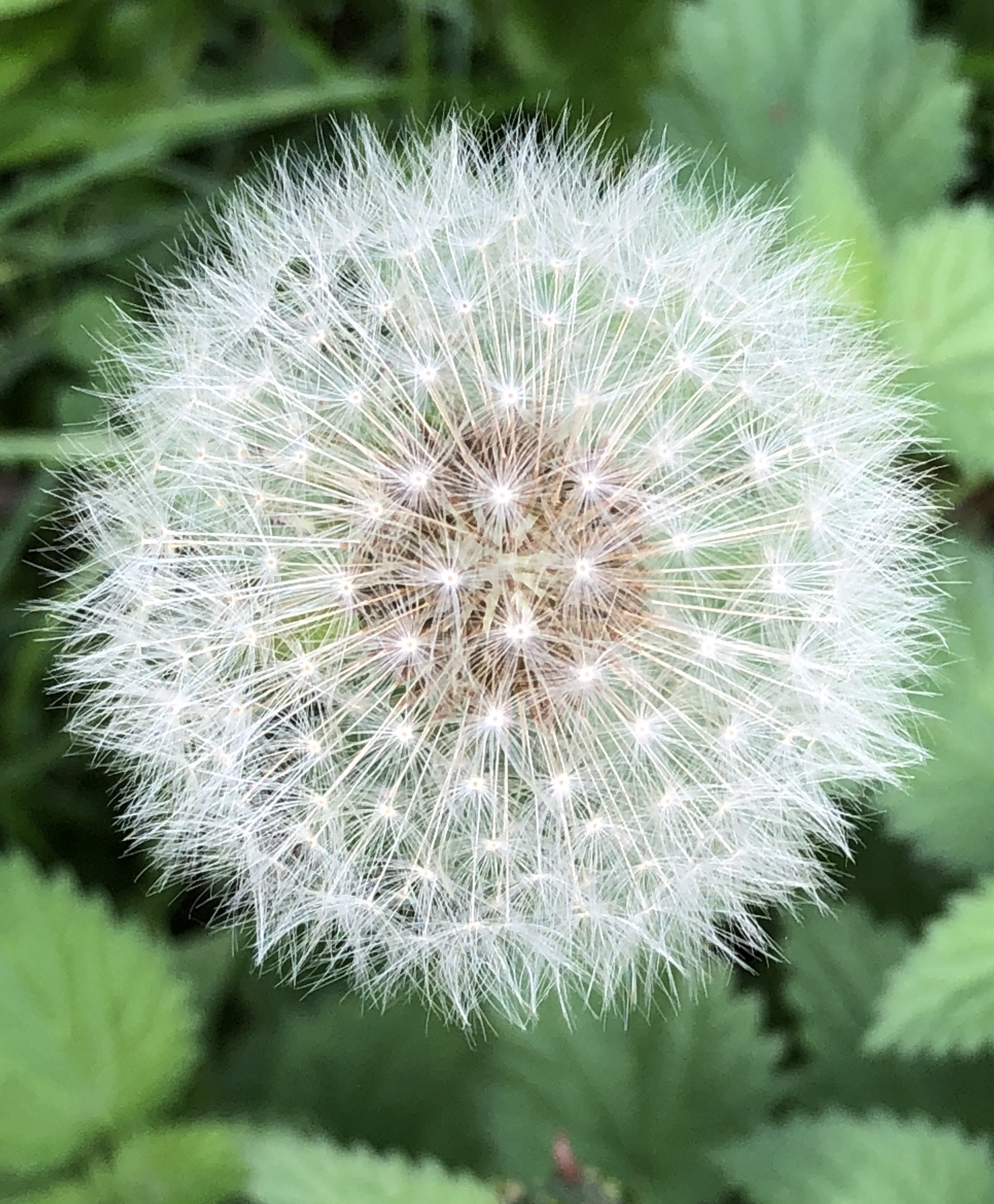 Picture from allotment library