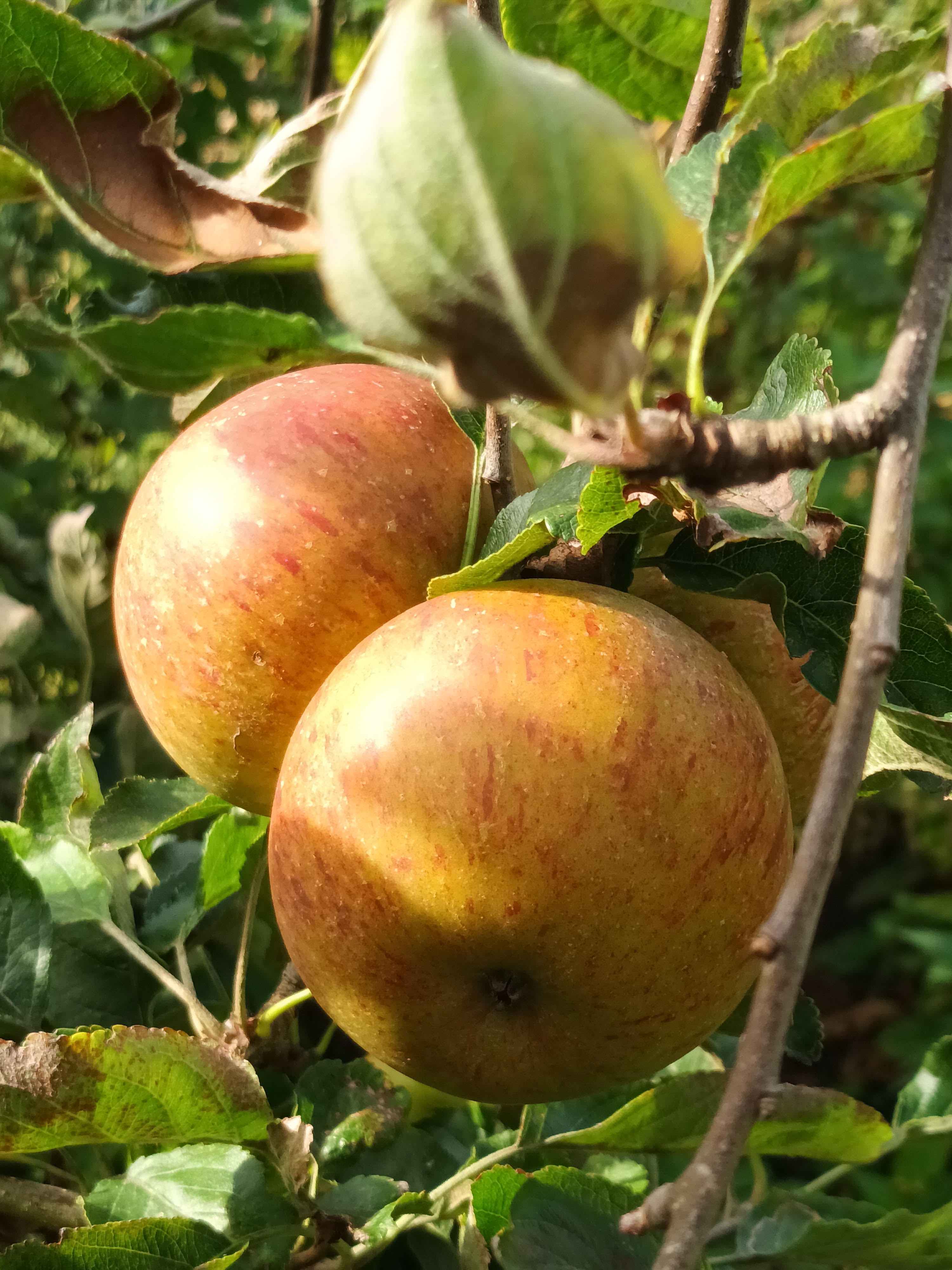 Picture from allotment library