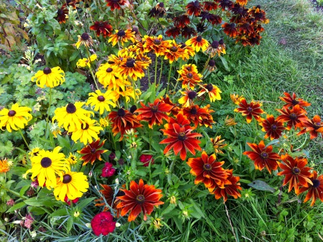 Picture from allotment library