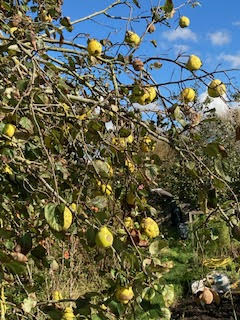 Picture from allotment library