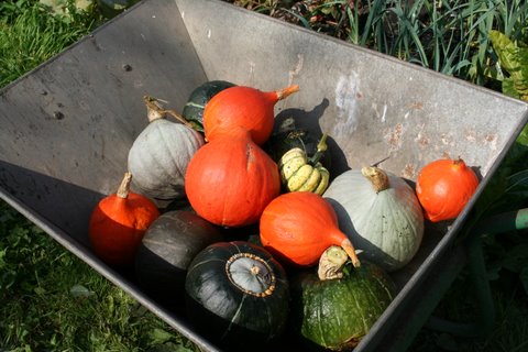 Picture from allotment library
