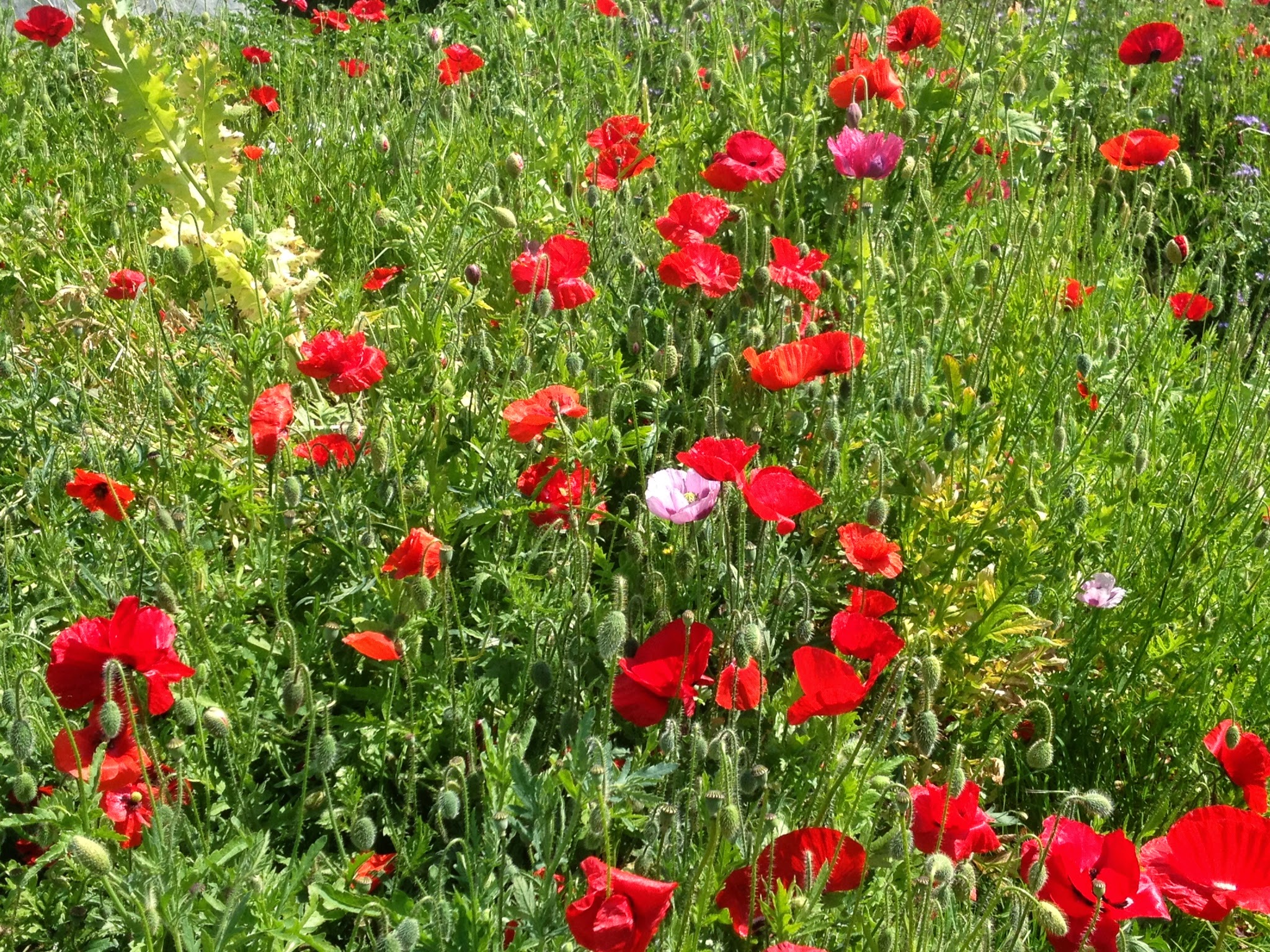 Picture from allotment library