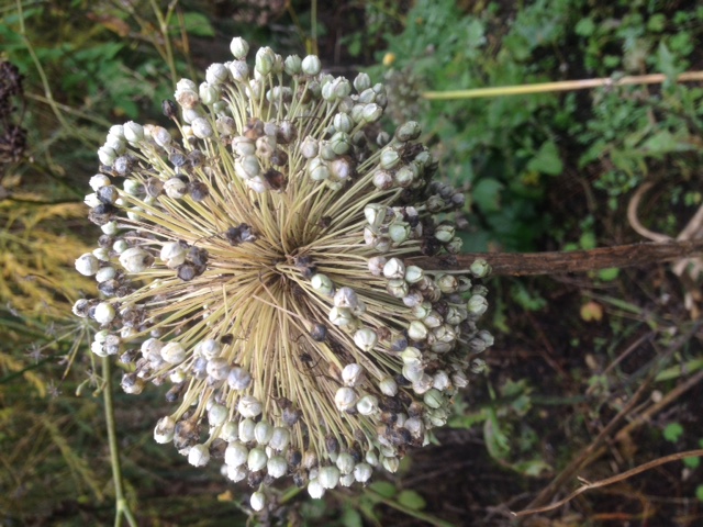 Picture from allotment library
