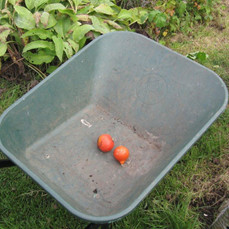 Picture from allotment library