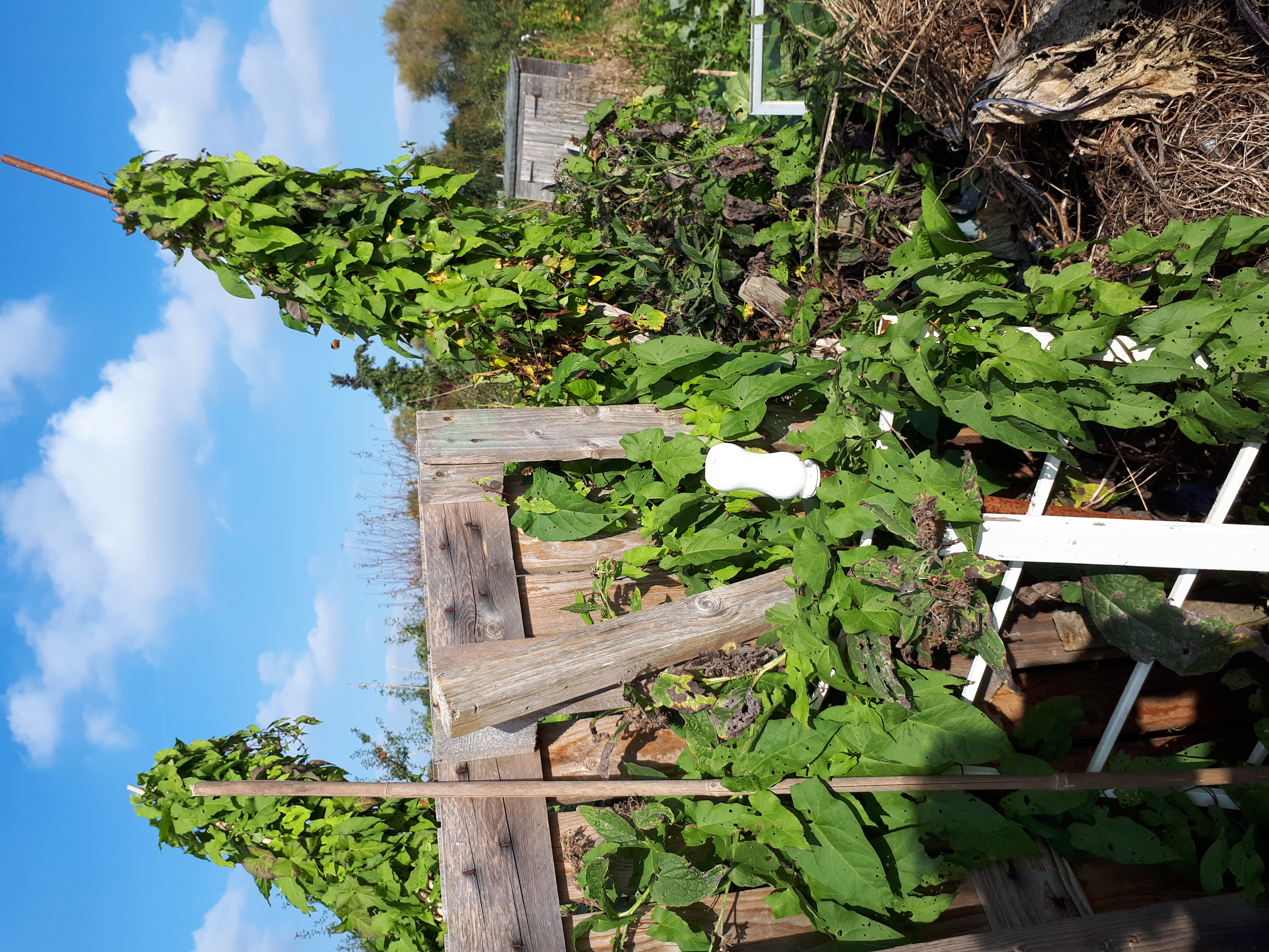 Picture from allotment library