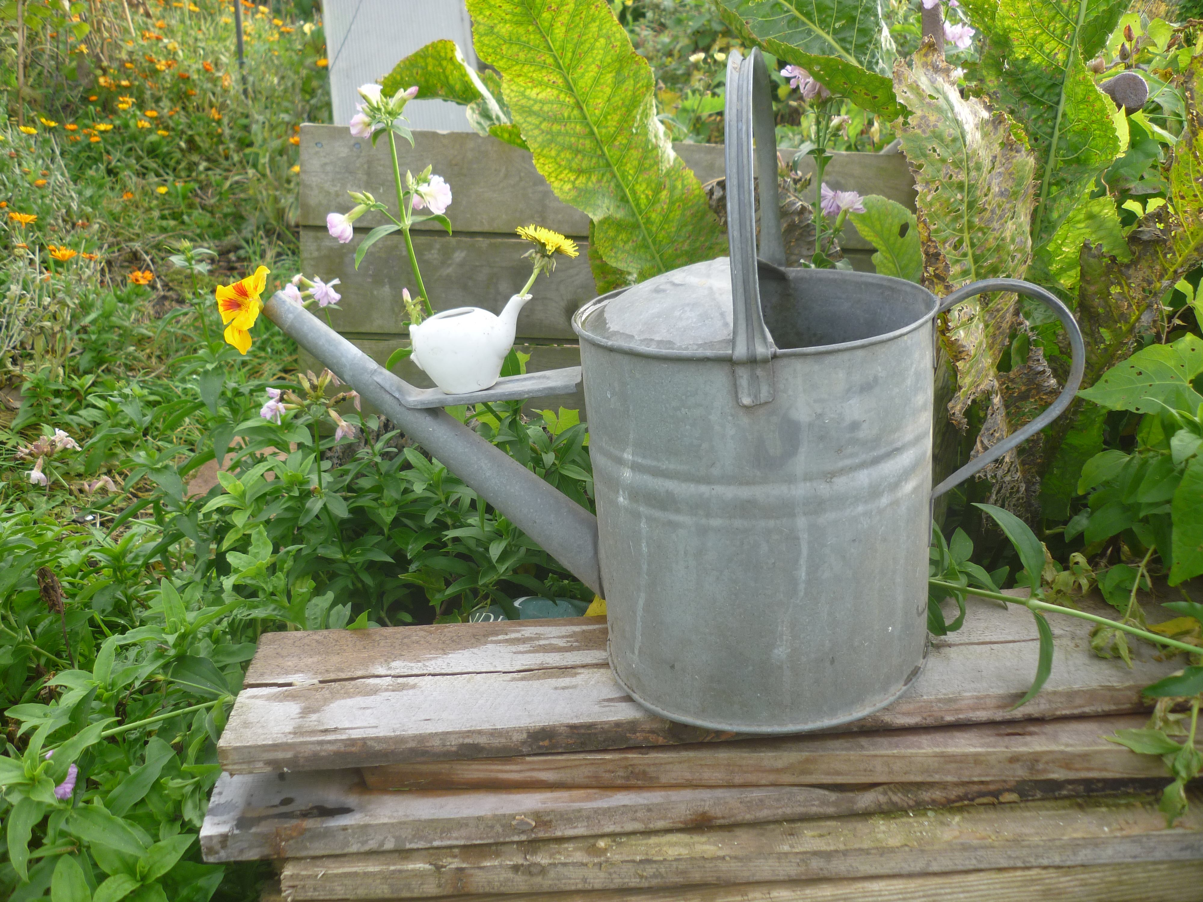 Picture from allotment library