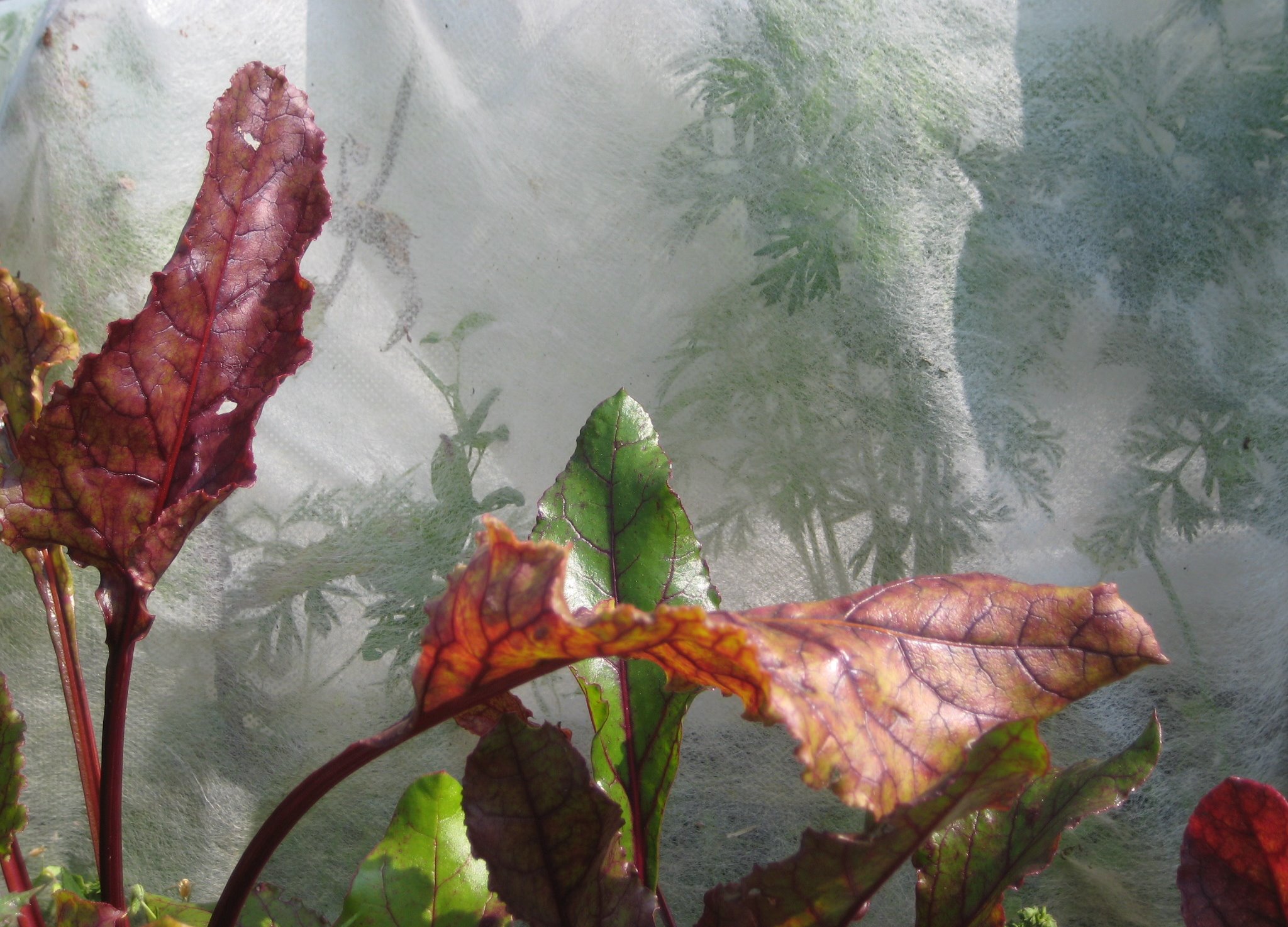 Picture from allotment library