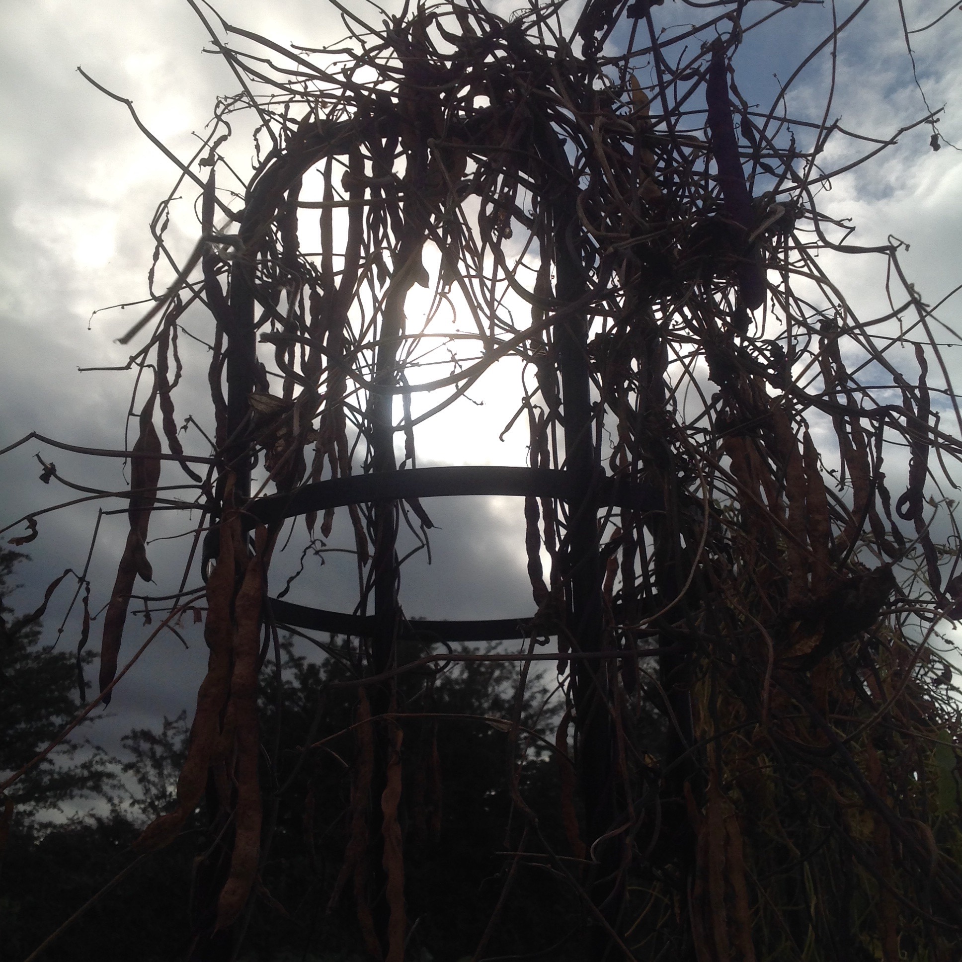 Picture from allotment library