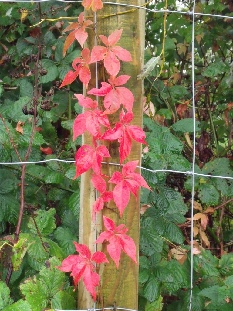 Picture from allotment library
