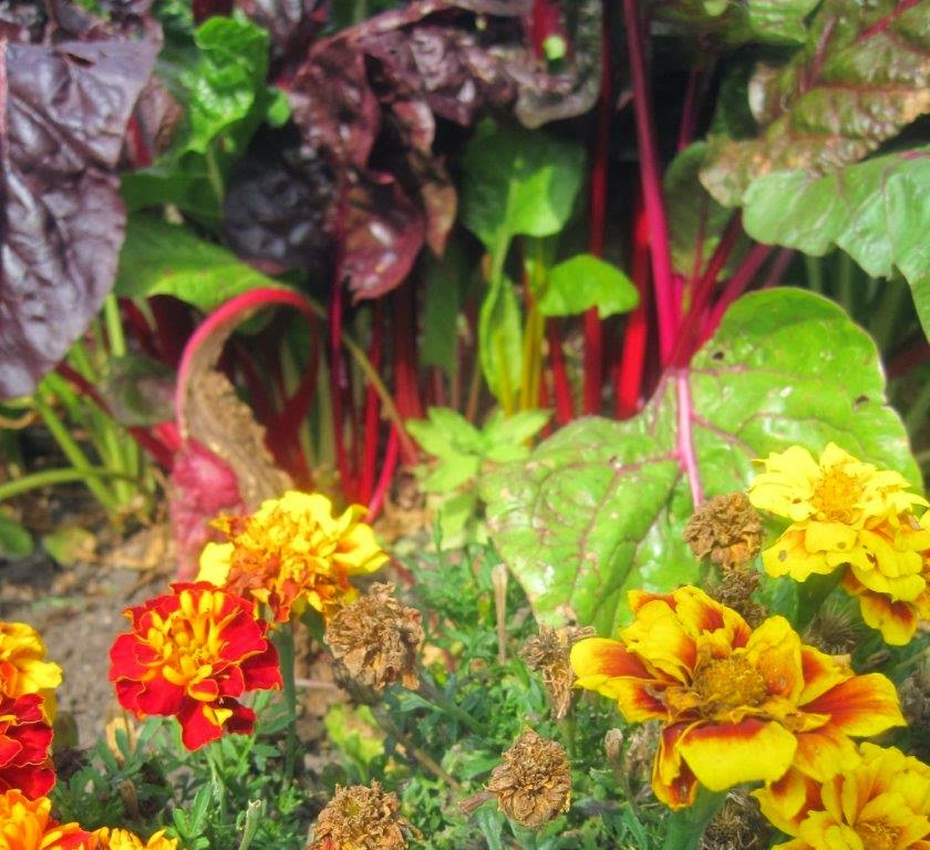 Picture from allotment library