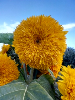 Picture from allotment library