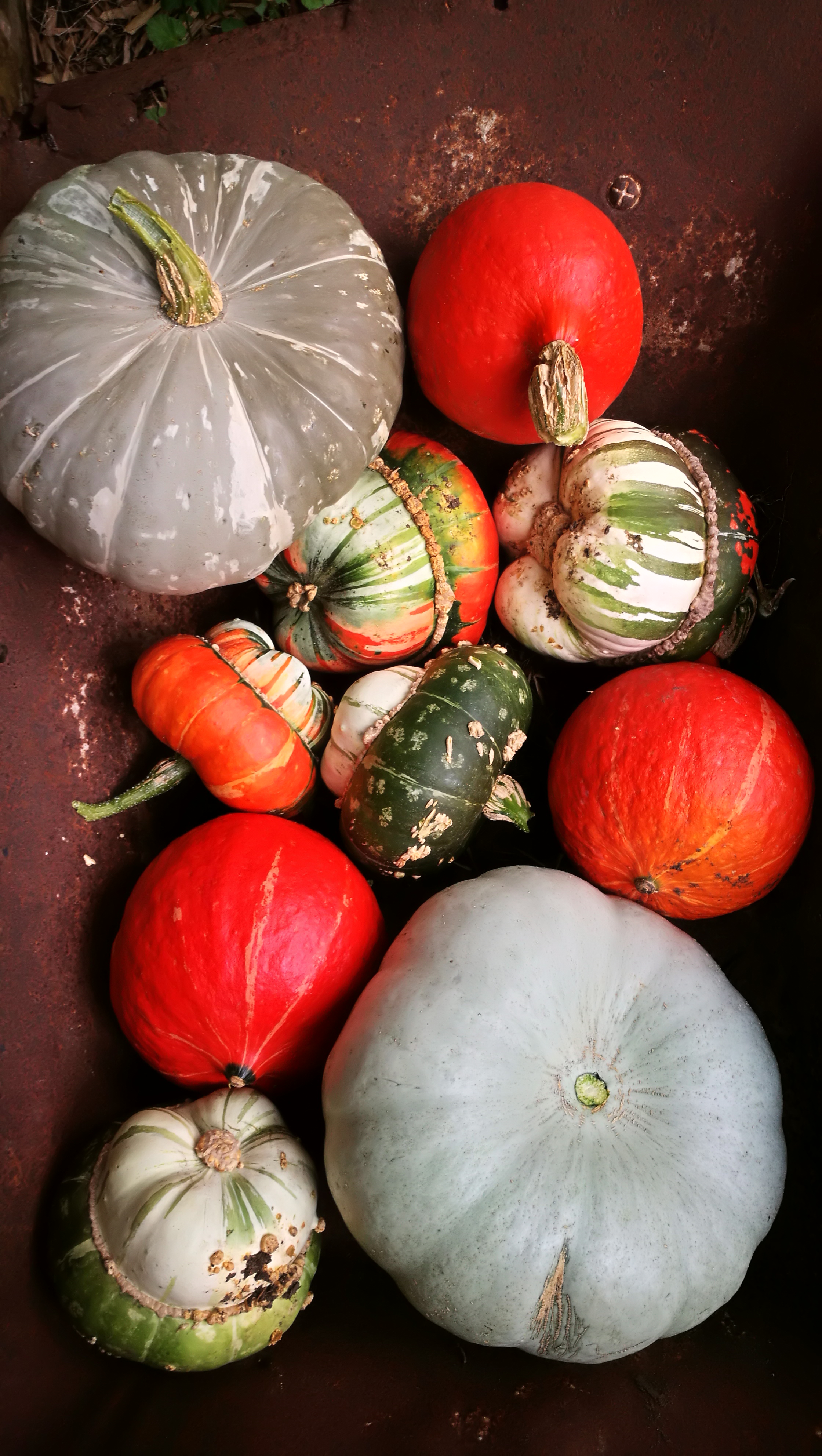 Picture from allotment library