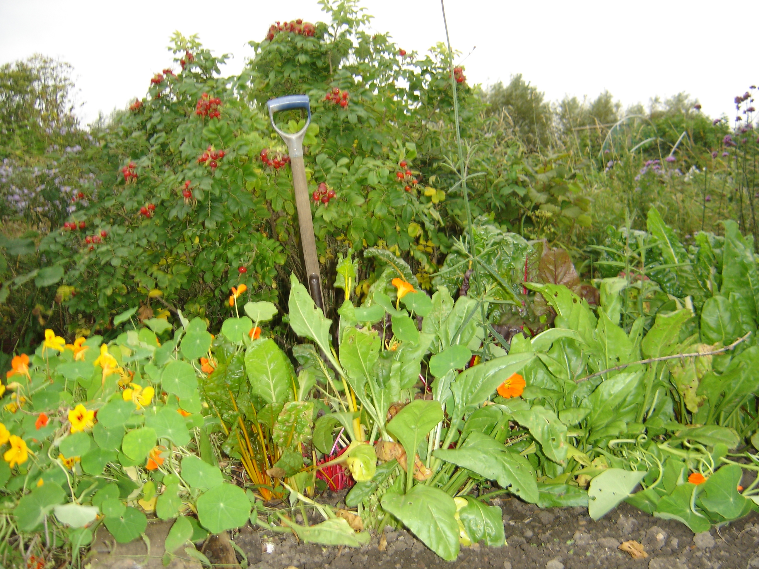 Picture from allotment library