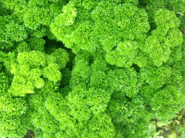 Picture from allotment library