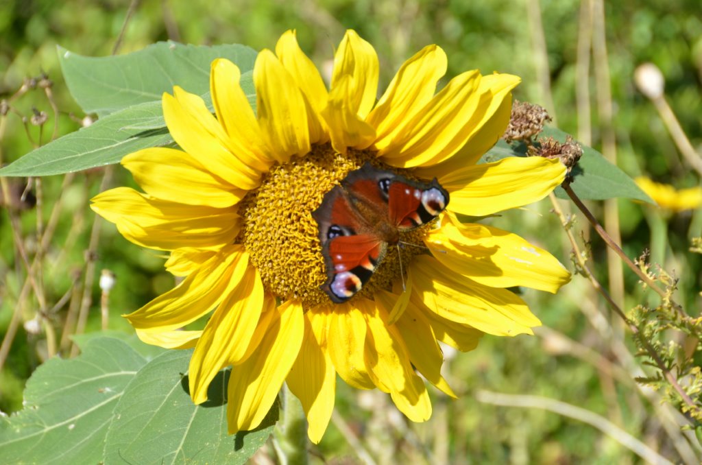 Picture from allotment library