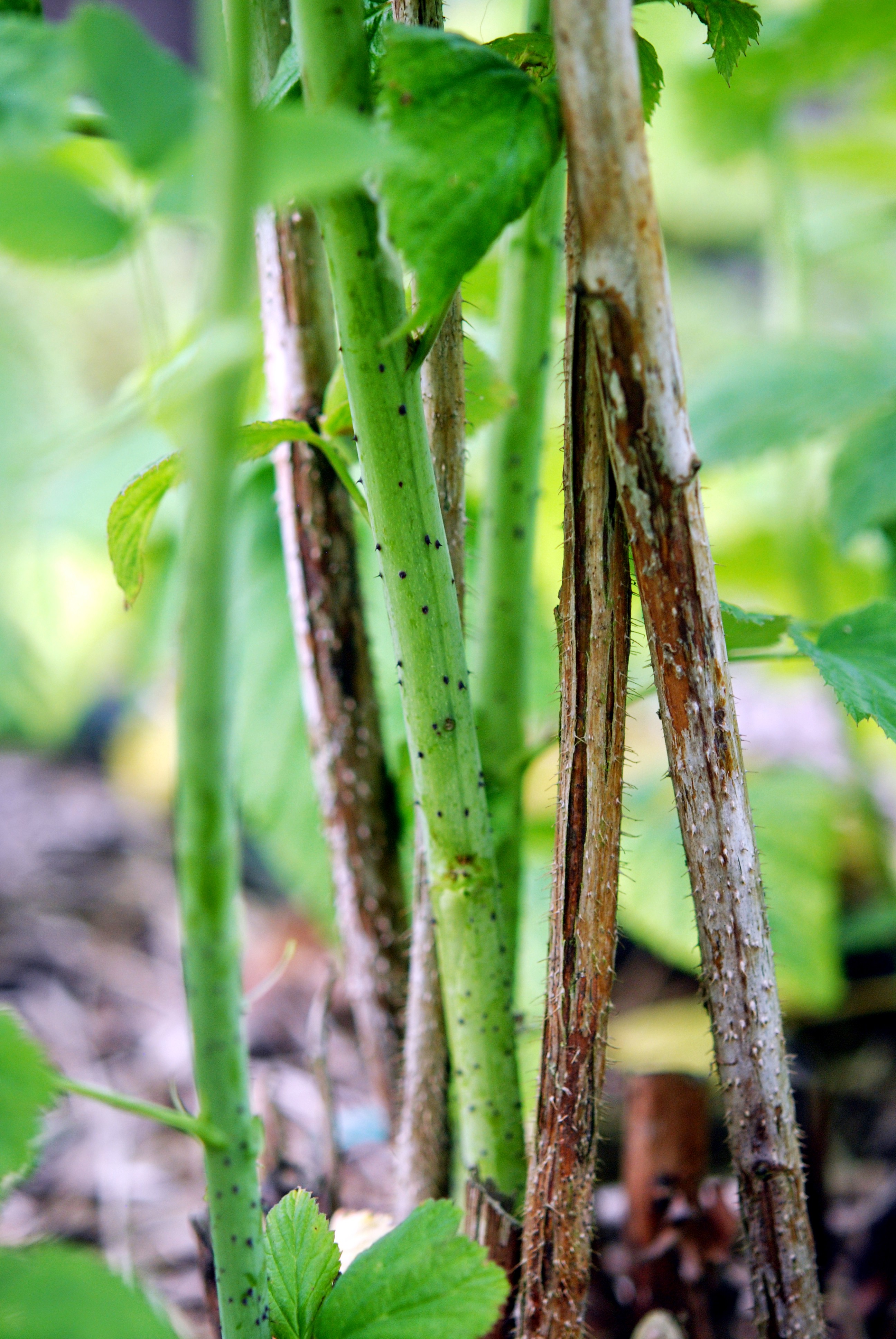 Picture from allotment library