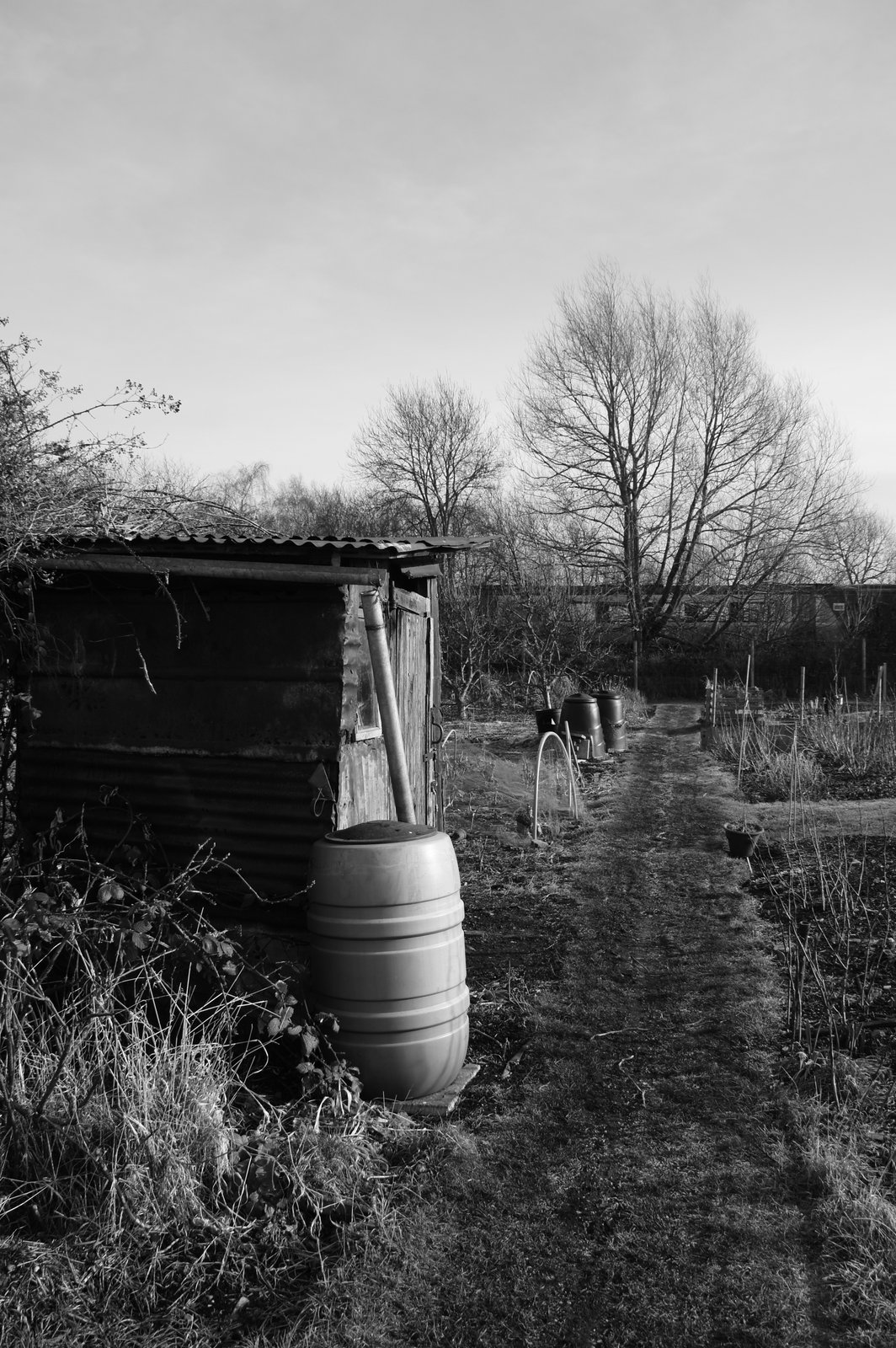 Picture from allotment library
