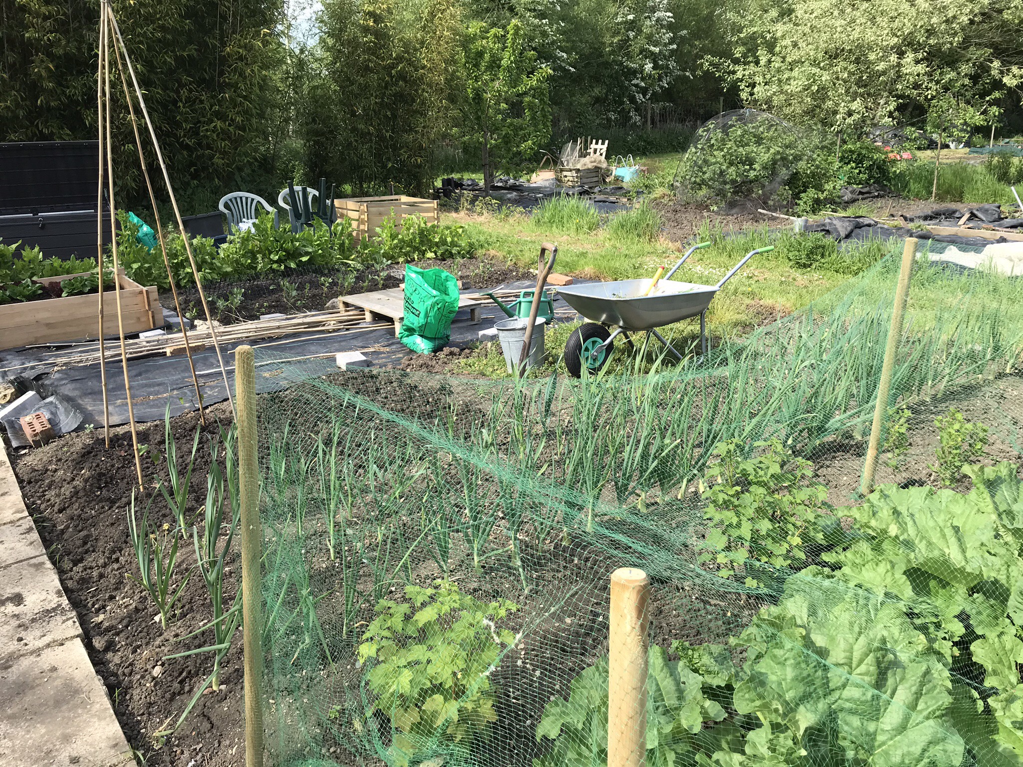 Picture from allotment library