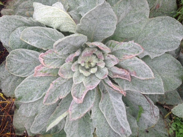 Picture from allotment library