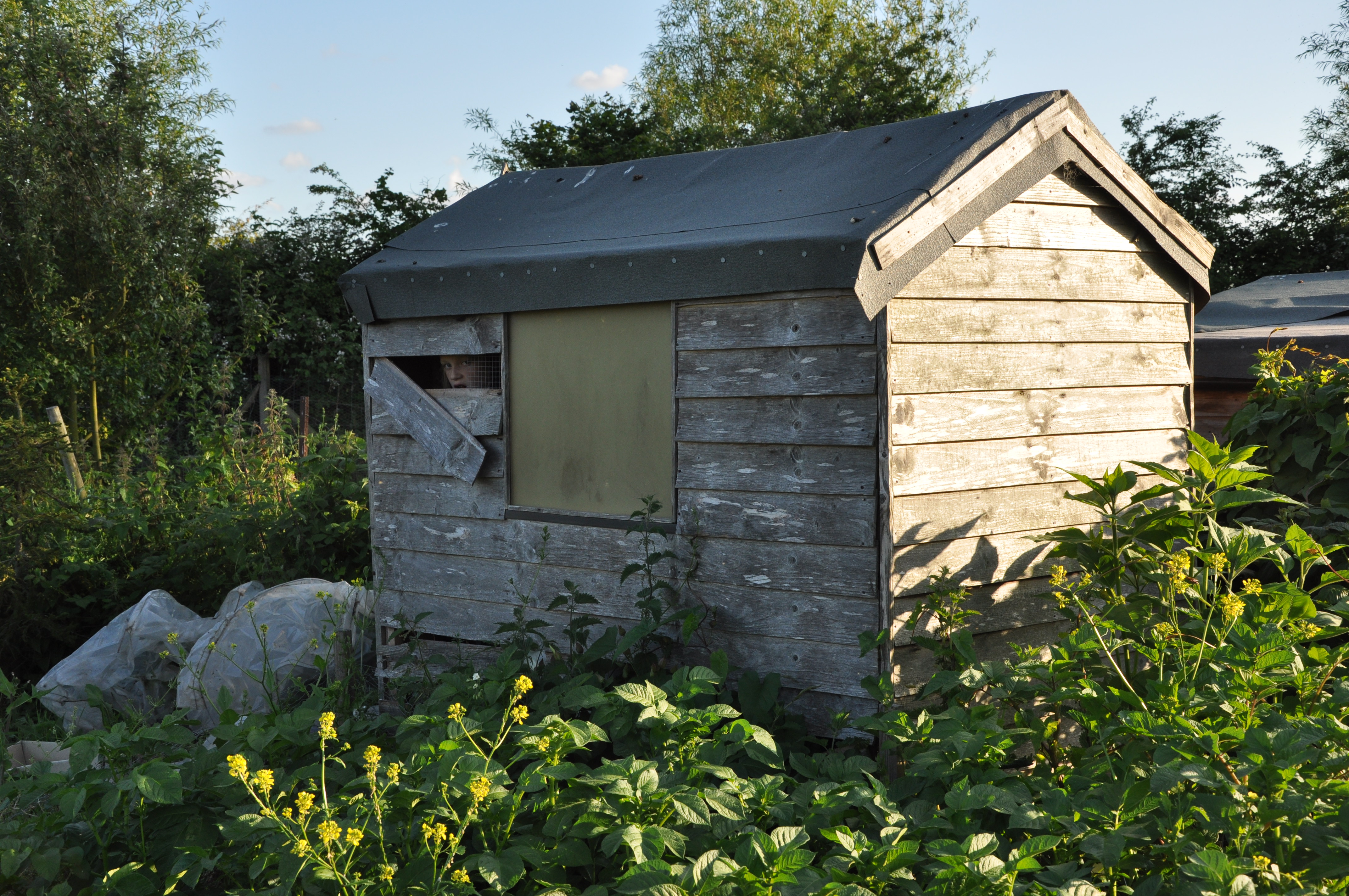 Picture from allotment library