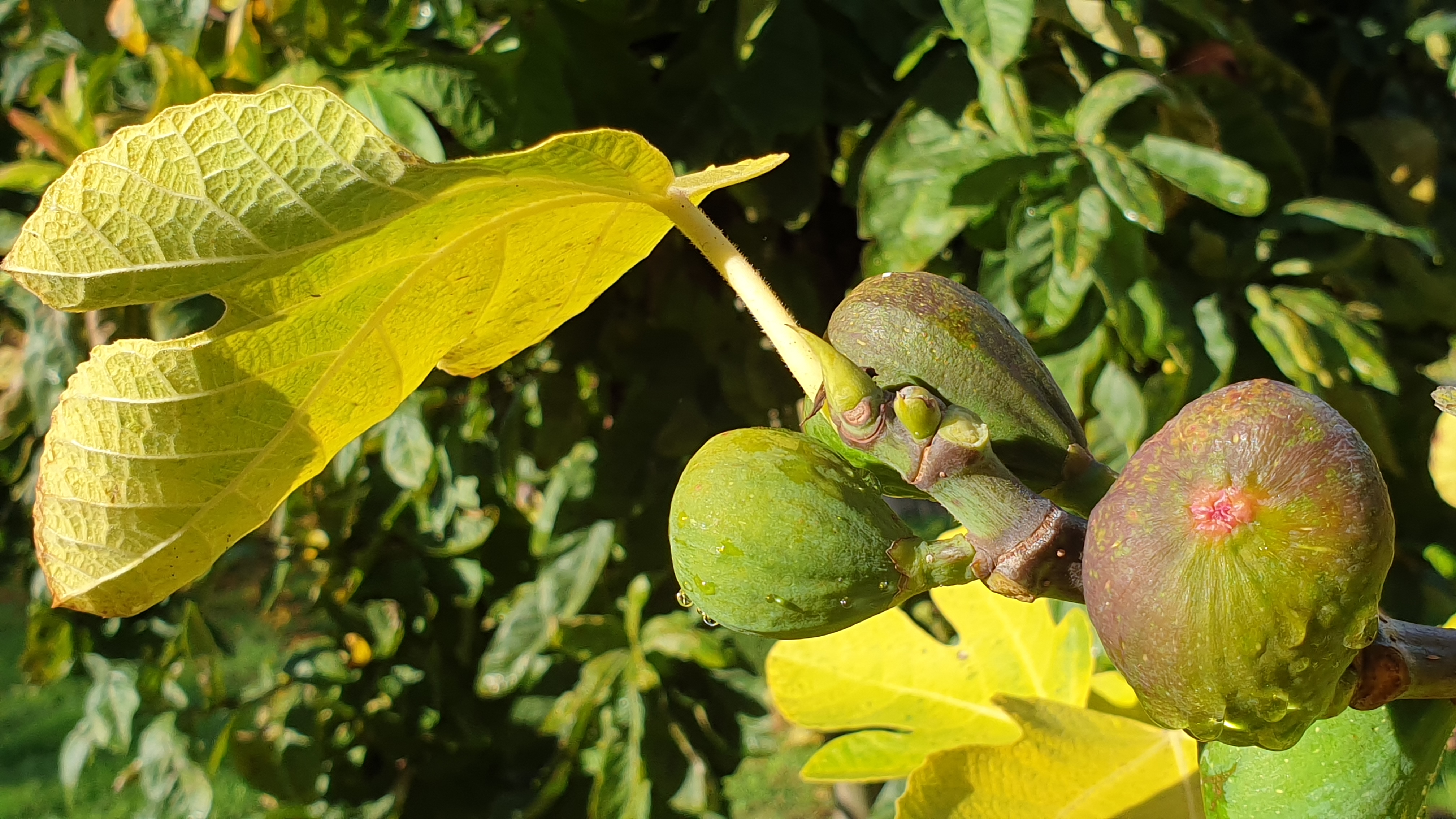 Picture from allotment library