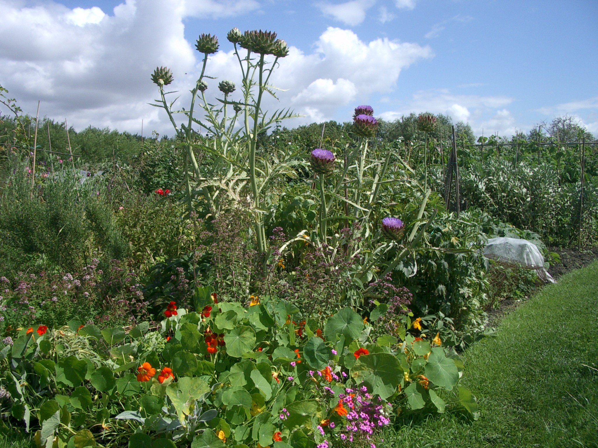 Picture from allotment library