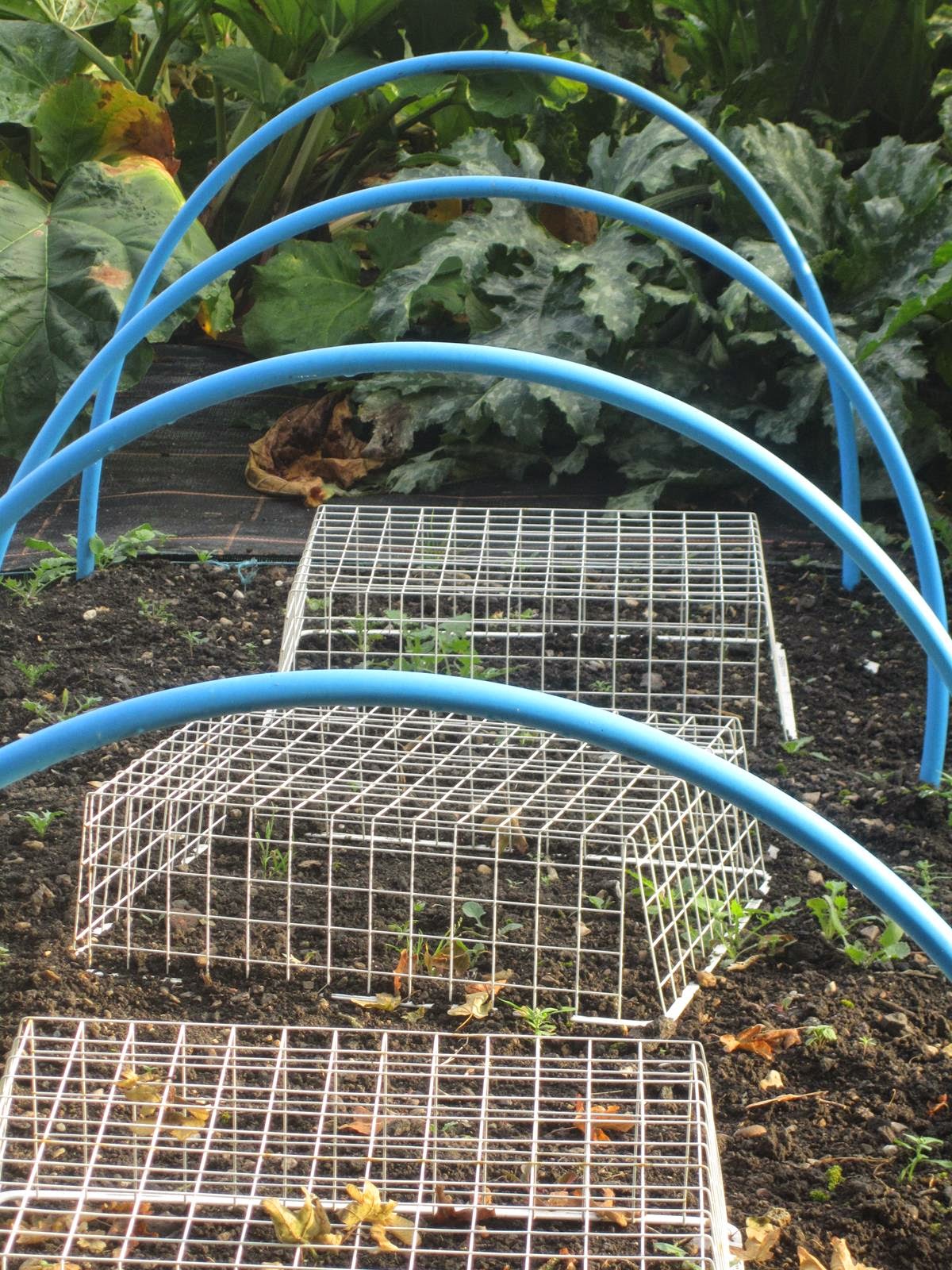 Picture from allotment library