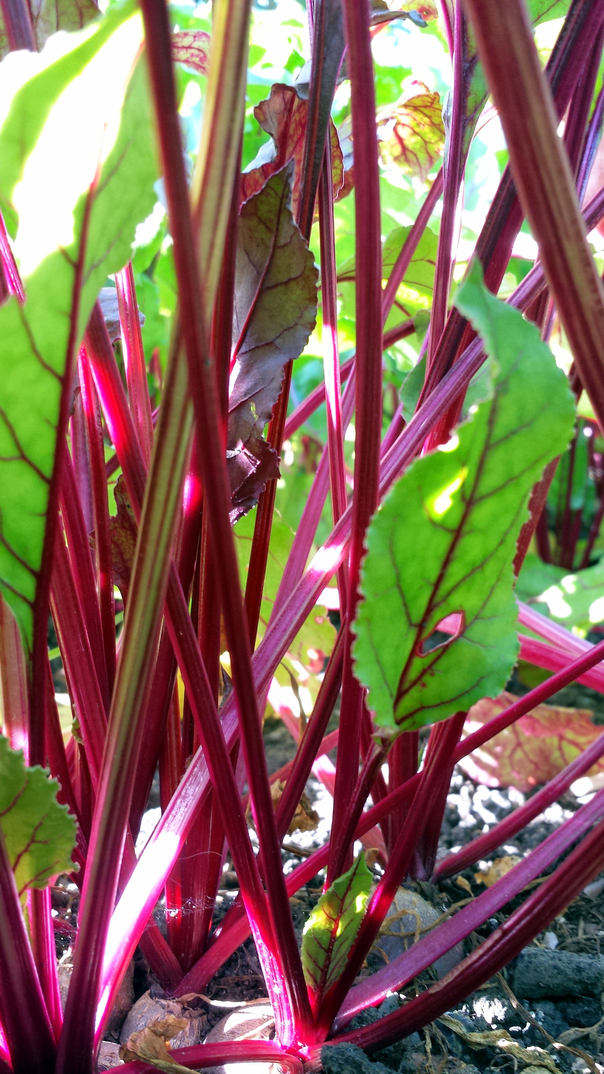 Picture from allotment library