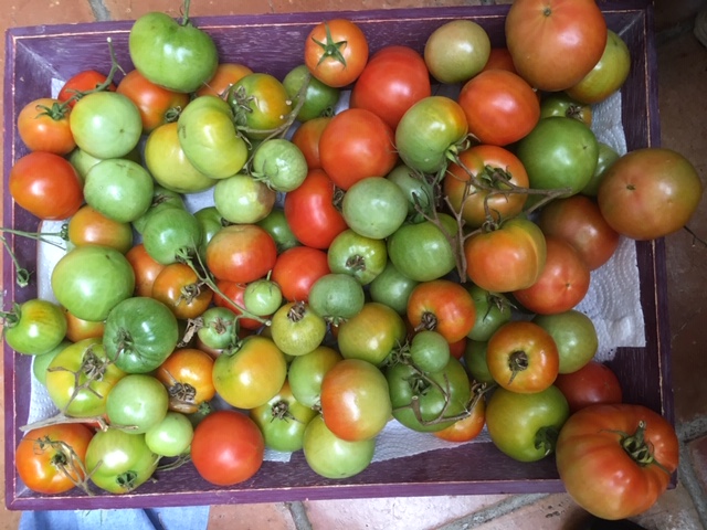 Picture from allotment library