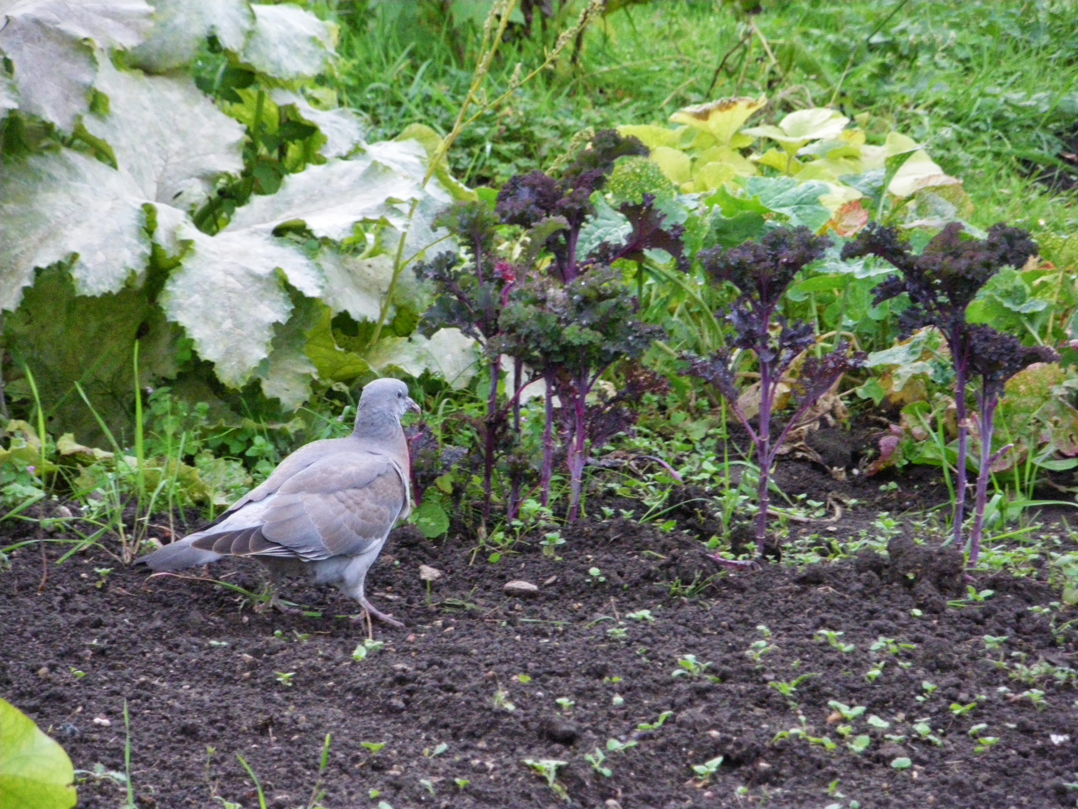 Picture from allotment library