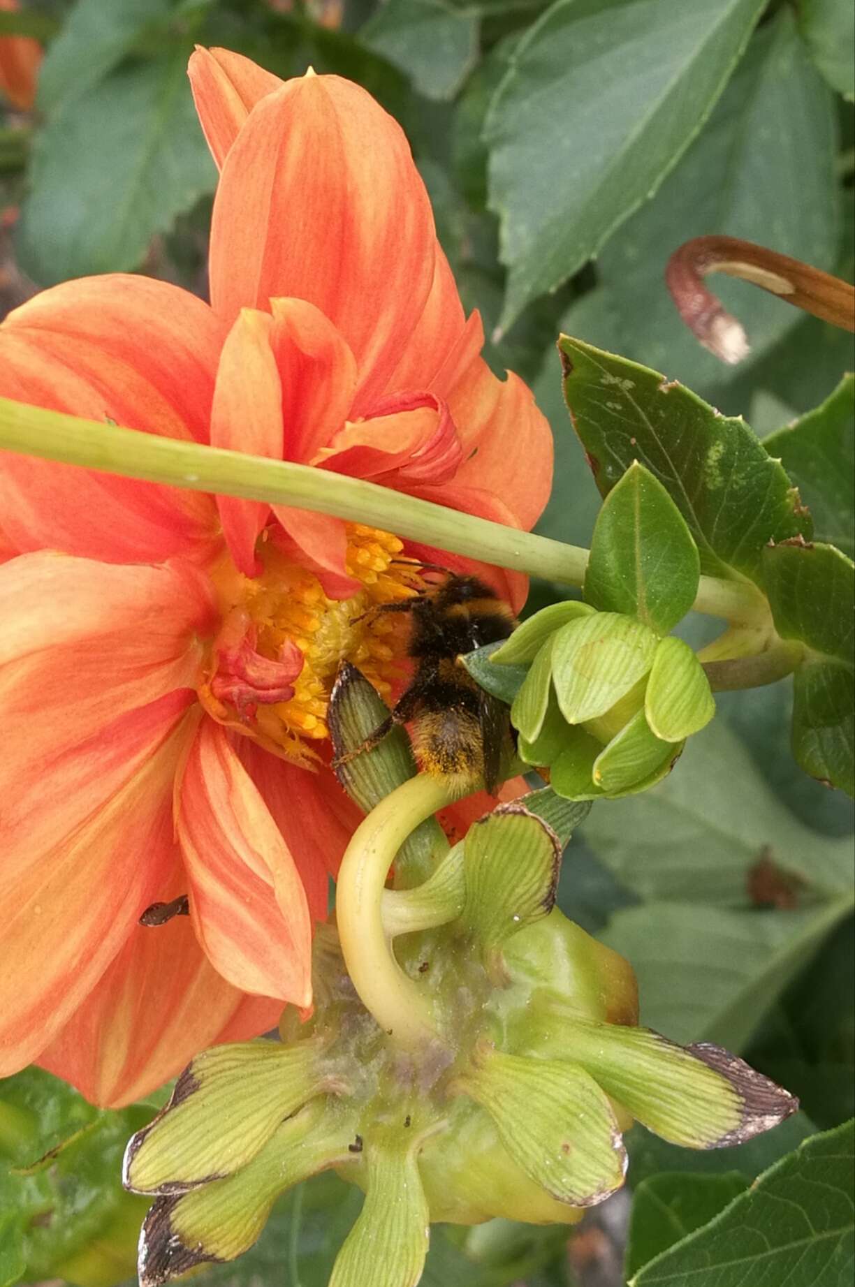 Picture from allotment library