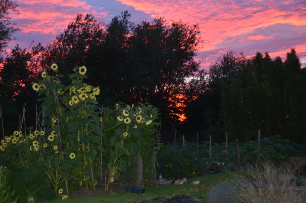 Picture from allotment library