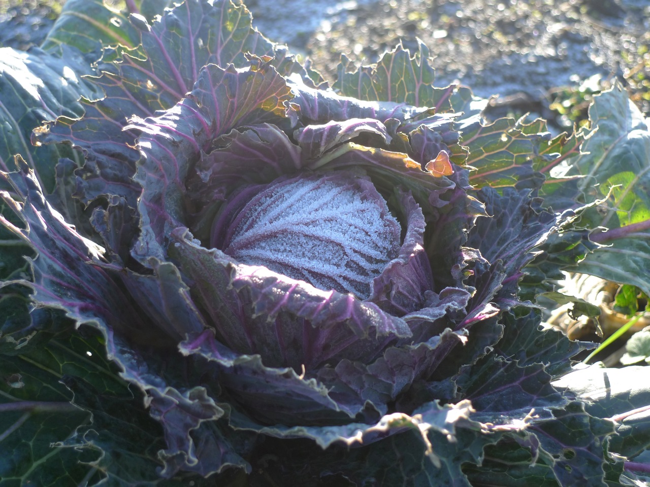 Picture from allotment library