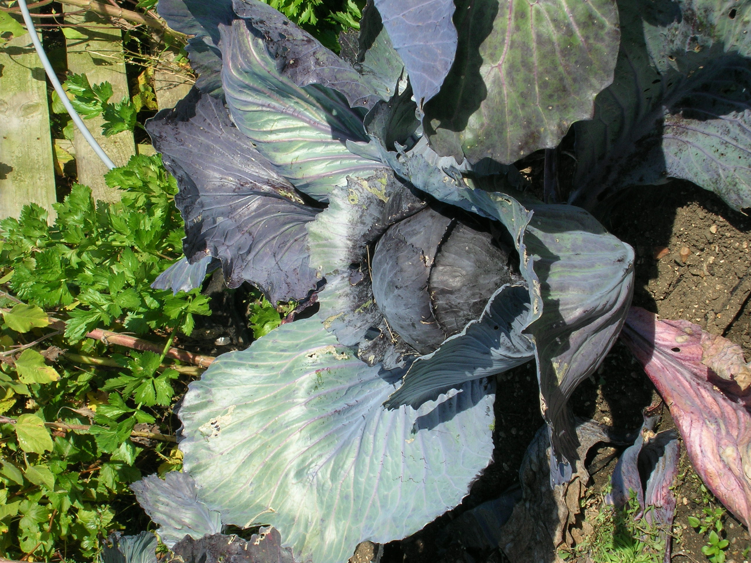 Picture from allotment library