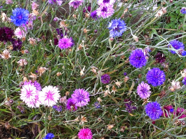 Picture from allotment library