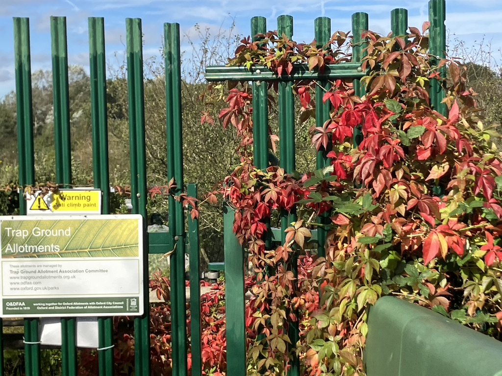 Picture from allotment library