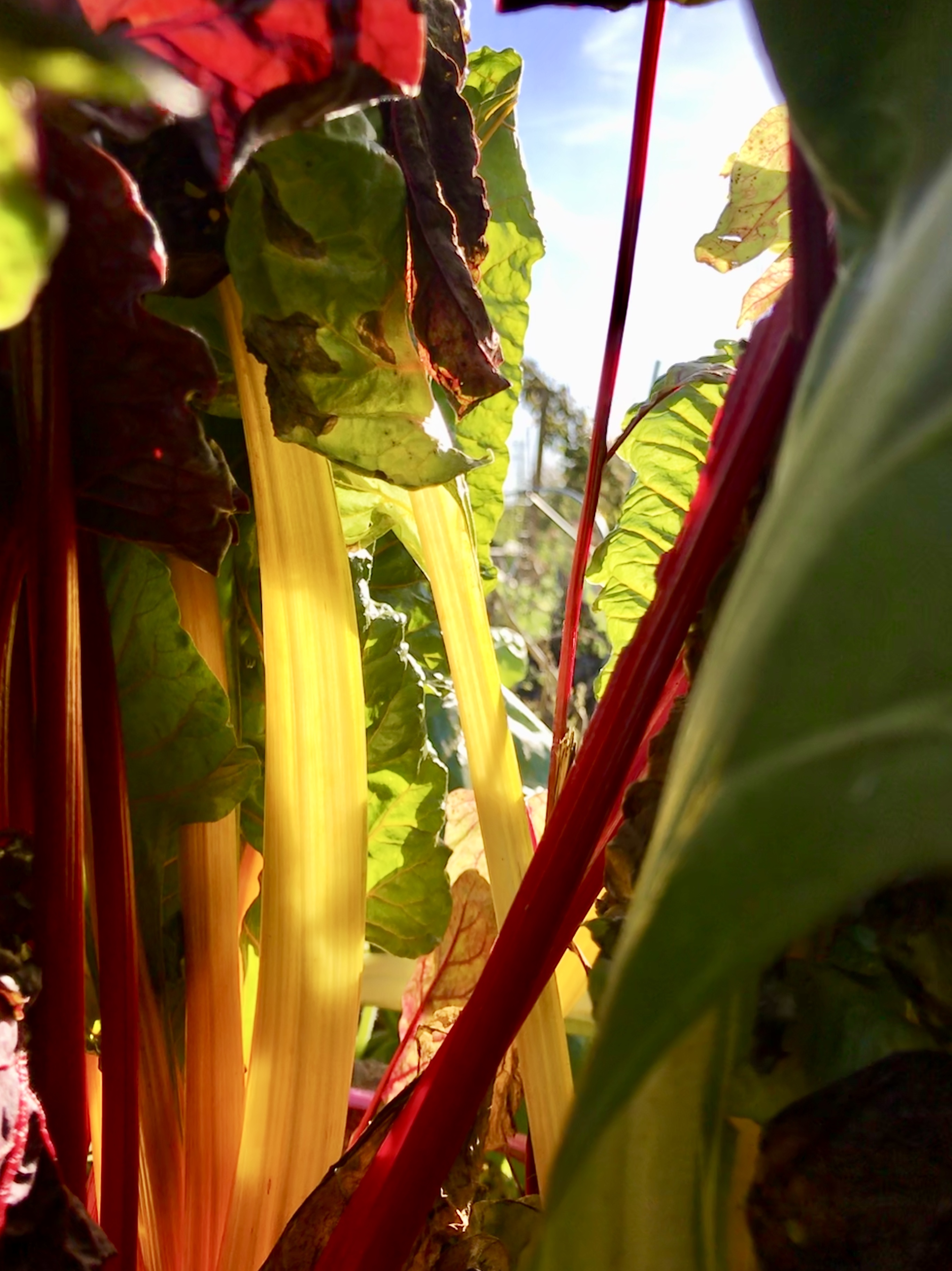 Picture from allotment library