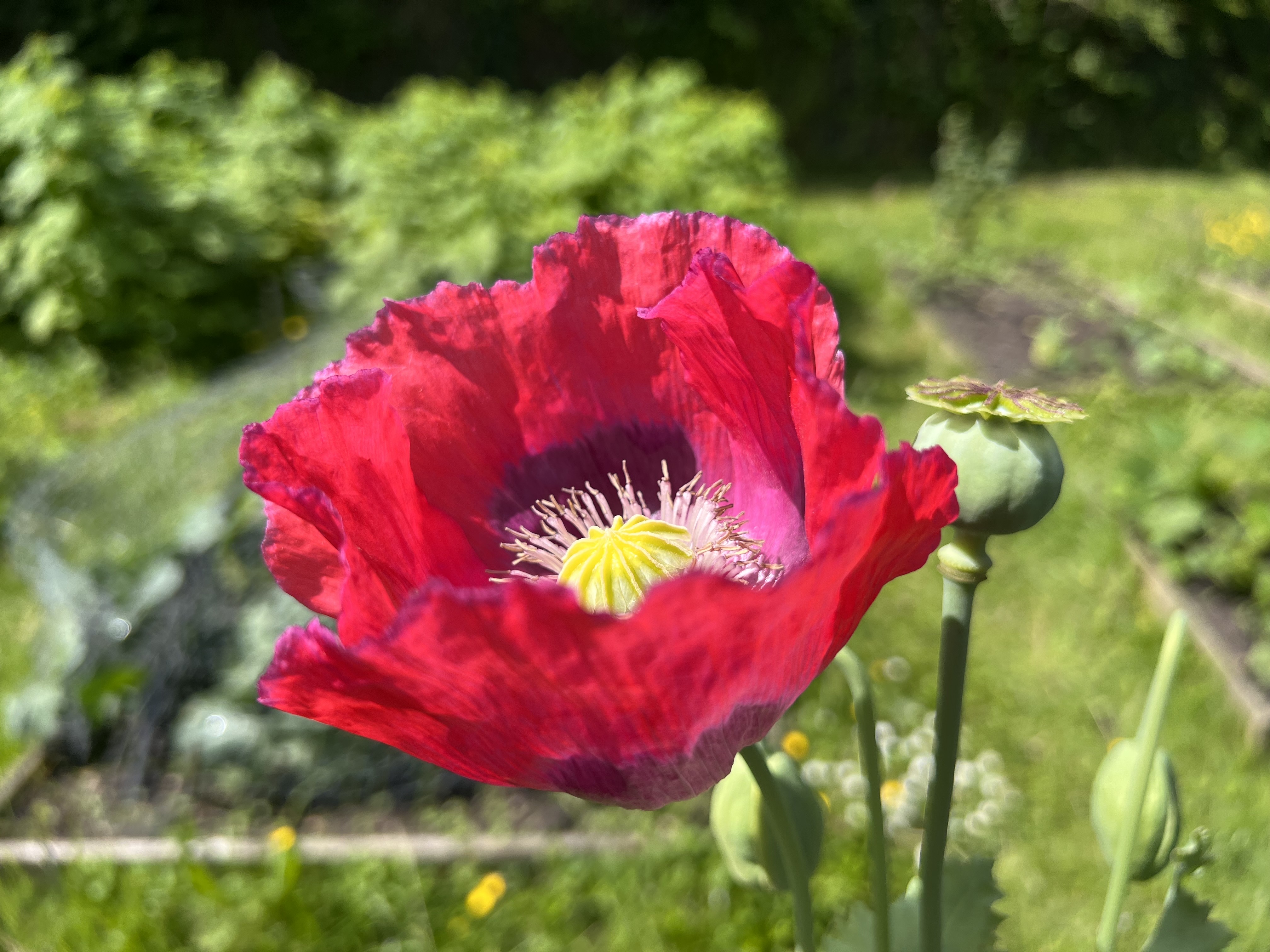 Picture from allotment library