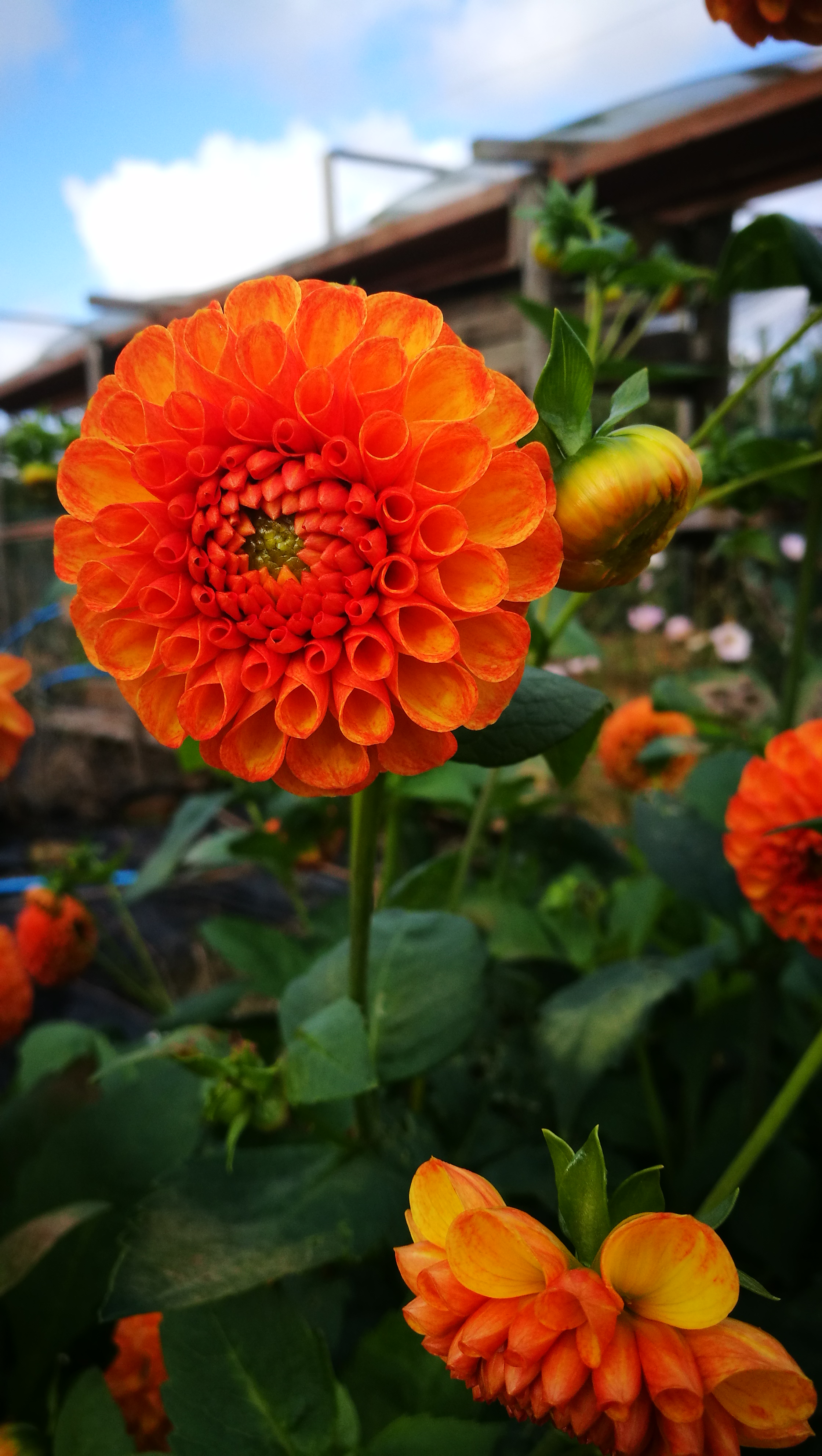 Picture from allotment library