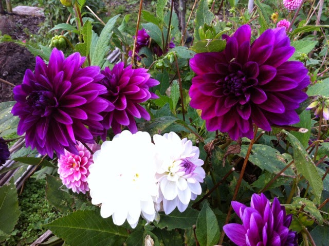 Picture from allotment library