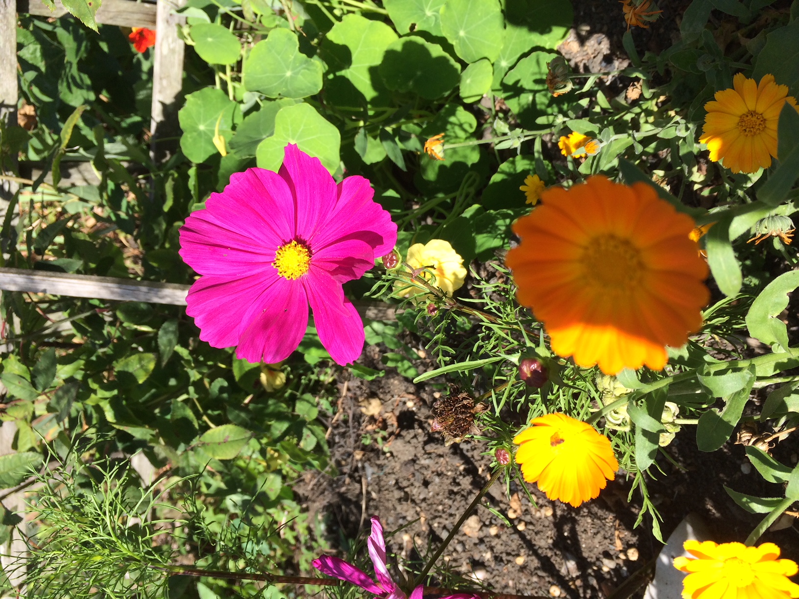 Picture from allotment library